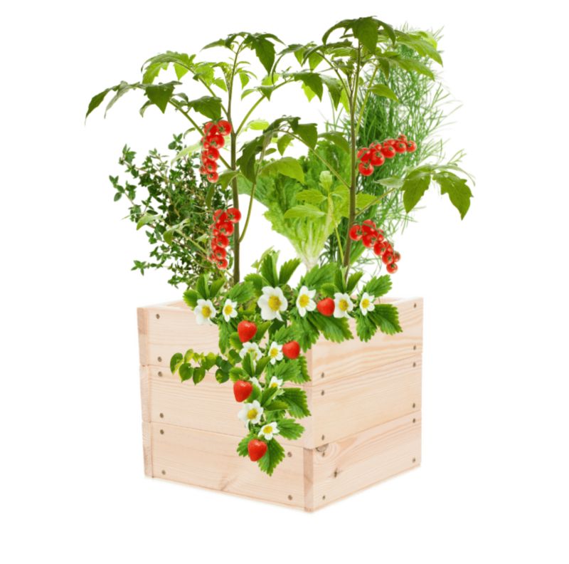 Grządka MODO24 warzywnik naturalne drewno 27x33x30 cm 1 szt.
