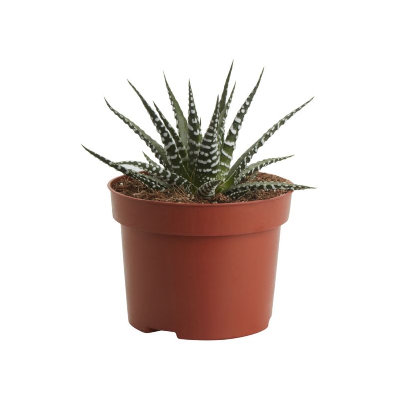 Haworsja pasiasta Verve 10,5 cm