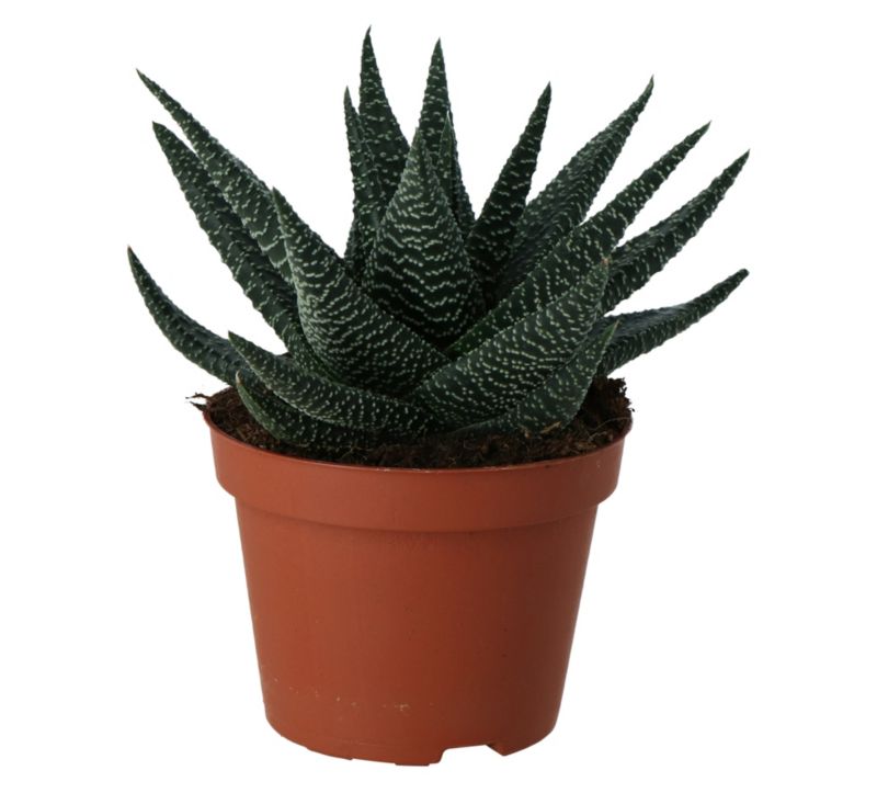 Haworsja Royal Higness GoodHome 10,5 cm wys. 20 cm