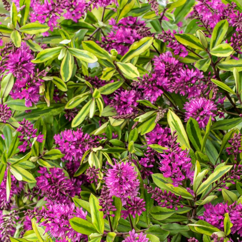 Hebe Bronze Glow Verve 2 l Majsterkowanie w Castoramie