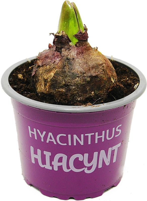 Hiacynt fioletowy w doniczce 9 cm