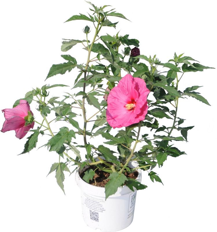 Hibiscus ogrodowy doniczka 5 l