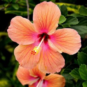 Hibiskus syryjski (Hibiscus syriacus) 5L