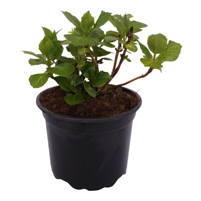 Hortensja biała Verve wiosna 3 l wys. 45 cm