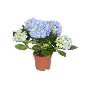 Hortensja Blue Teller GoodHome 5 l