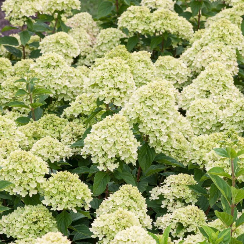 Hortensja bukietowa Little Limelight Verve 5 l