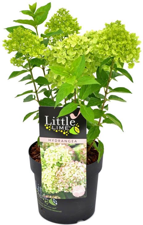 Hortensja bukietowa Little Limelight Verve 5 l