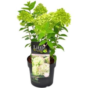 Hortensja bukietowa Little Limelight Verve 5 l