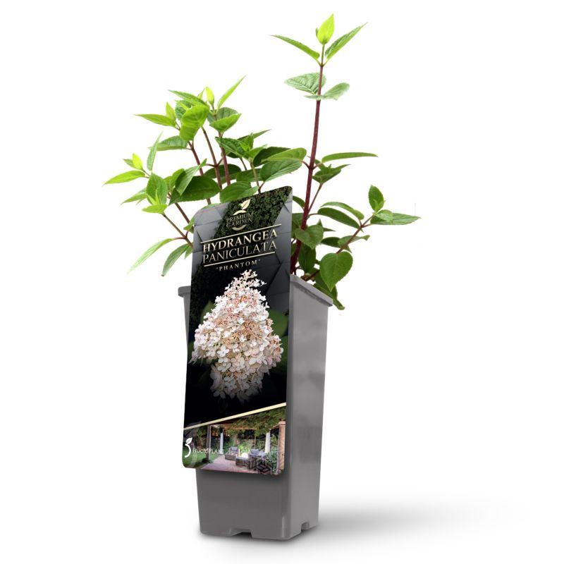 Hortensja bukietowa Phantom