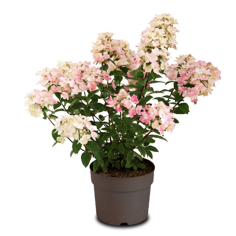 Hortensja bukietowa Pink Diamond 23 cm wys. 50-60 cm
