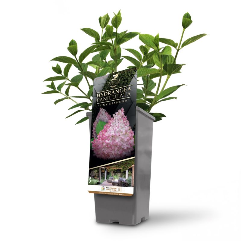 Hortensja bukietowa Pink Diamond