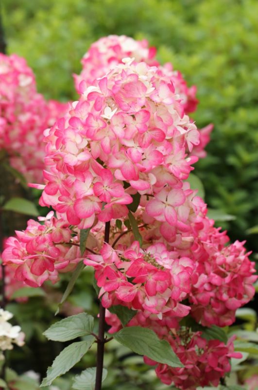 Hortensja bukietowa Red Star 23 cm wys. 50-60 cm