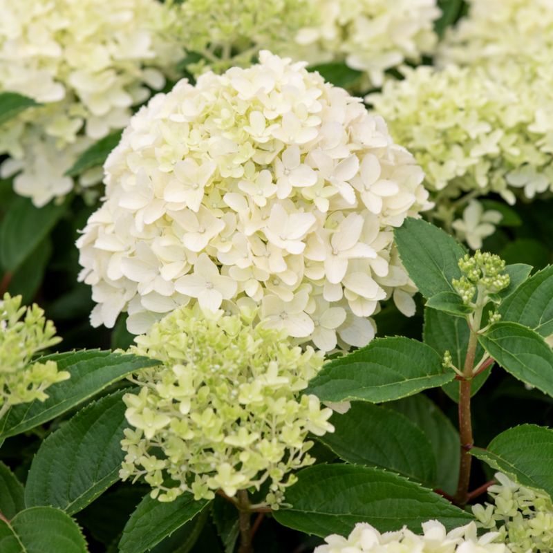 Hortensja bukietowa Verve Whitelight 5 l