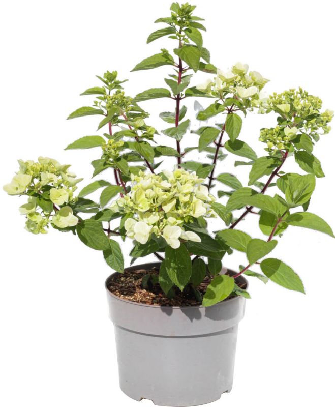 Hortensja bukietowa Verve Whitelight 5 l