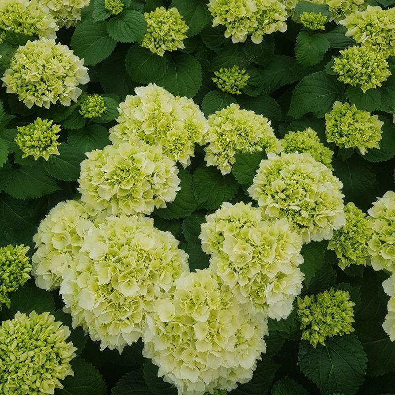 Hortensja doniczka 5 l