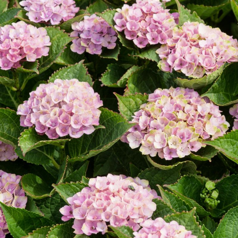 Hortensja Magical Amethyst Verve 5 l