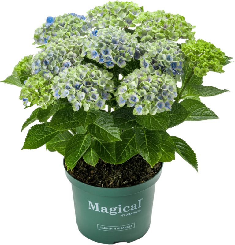 Hortensja Magical Amethyst Verve 5 l