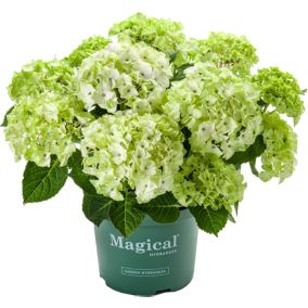 Hortensja Magical Glam Rock Verve 5 l