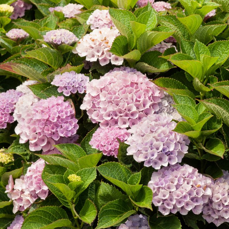 Hortensja Magical Revolution Verve 5 l