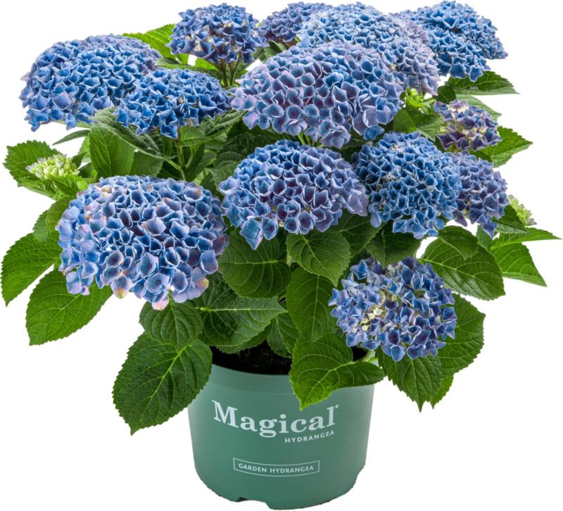 Hortensja Magical Revolution Verve 5 l