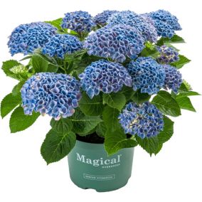 Hortensja Magical Revolution Verve 5 l