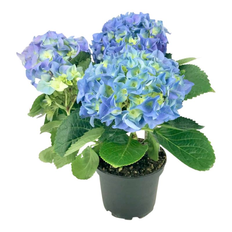 Hortensja niebieska Verve wiosna 3 l wys. 45 cm