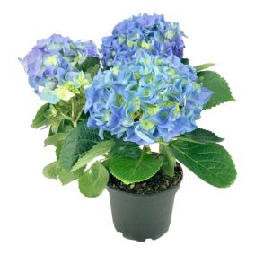 Hortensja niebieska Verve wiosna 3 l wys. 45 cm