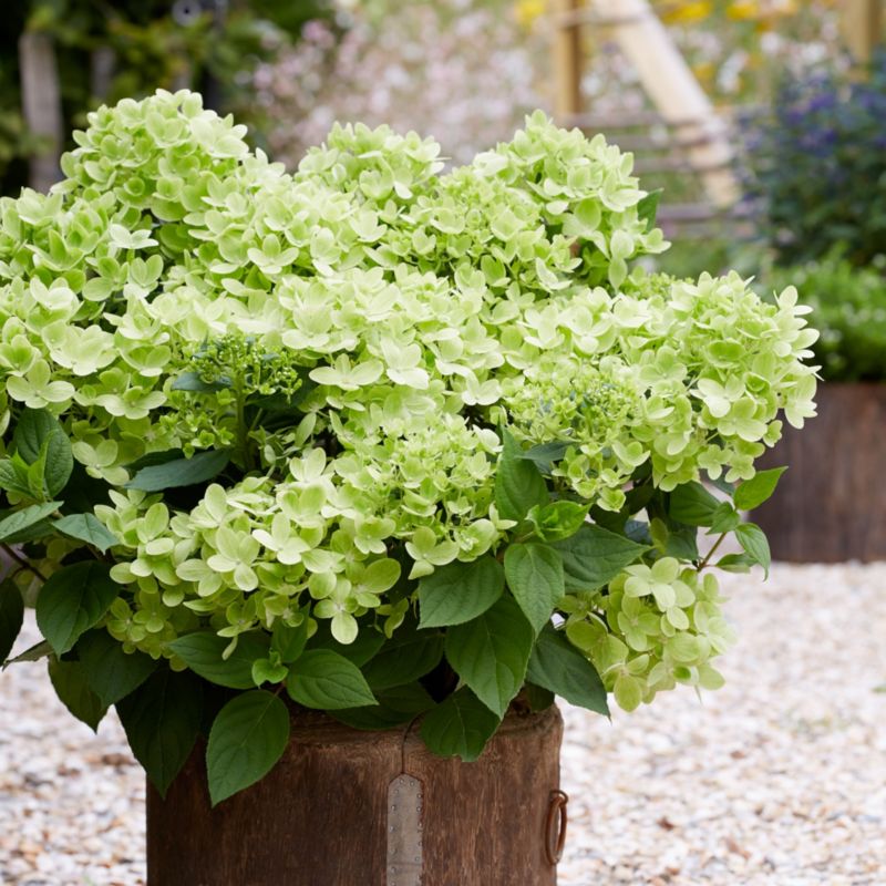 Hortensja Paniculata doniczka 4 l