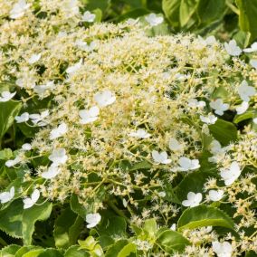 Hortensja pnąca Verve 2 l wys. 50-60 cm