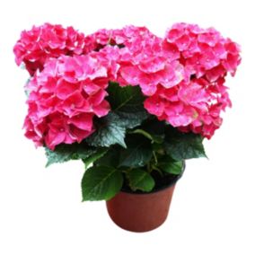 Hortensja różowa Verve wiosna 3 l wys. 45 cm