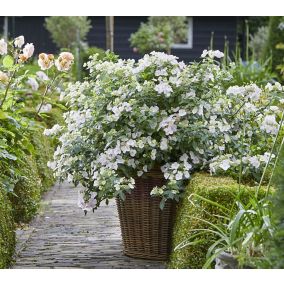 Hortensja Runaway Bride