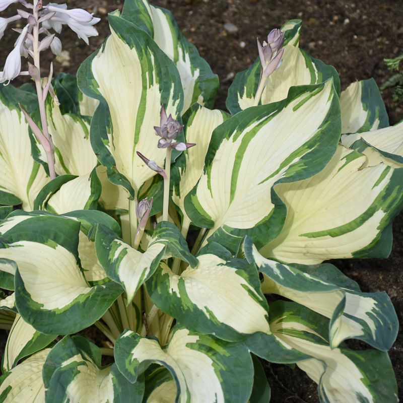 Hosta doniczka 2 l