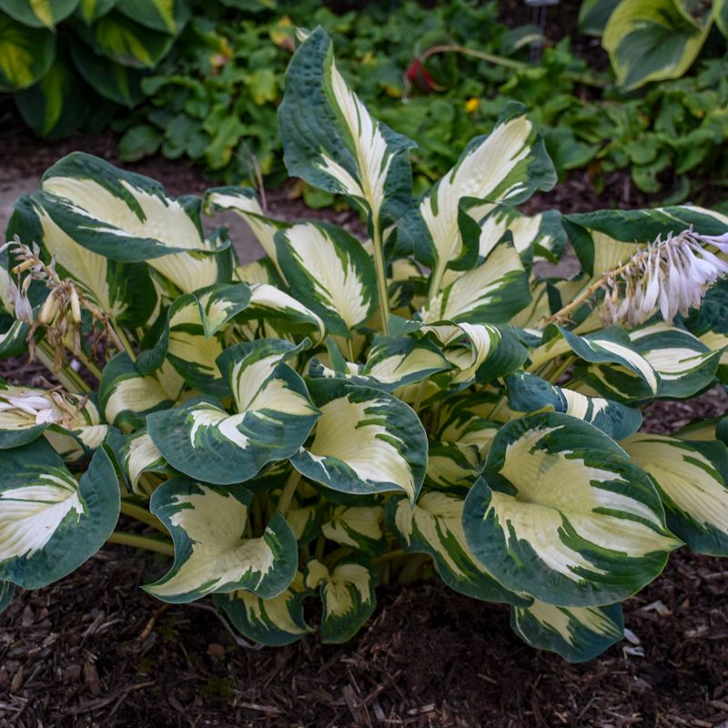 Hosta doniczka 2 l