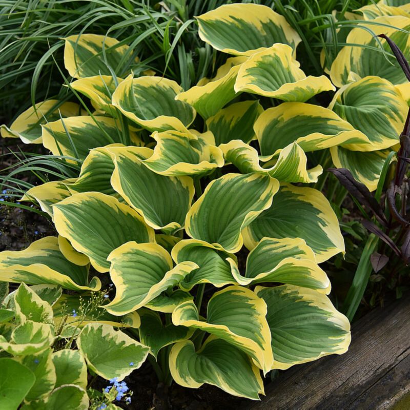 Hosta doniczka 2 l