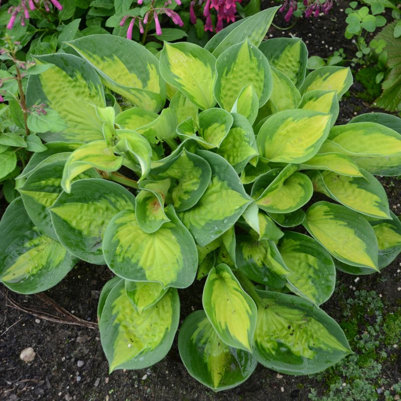 Hosta doniczka 2 l