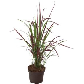 Imperata cylindryczna Red Baron 1 szt.