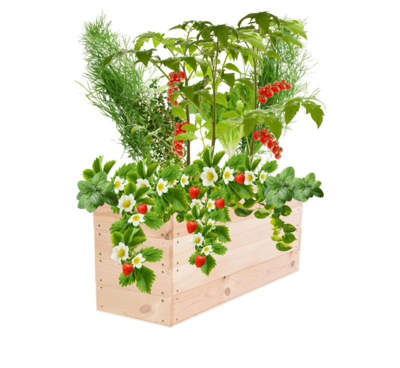 Inspekt warzywny MODO24 grządka naturalne drewno 36x93x30 cm 1 szt.