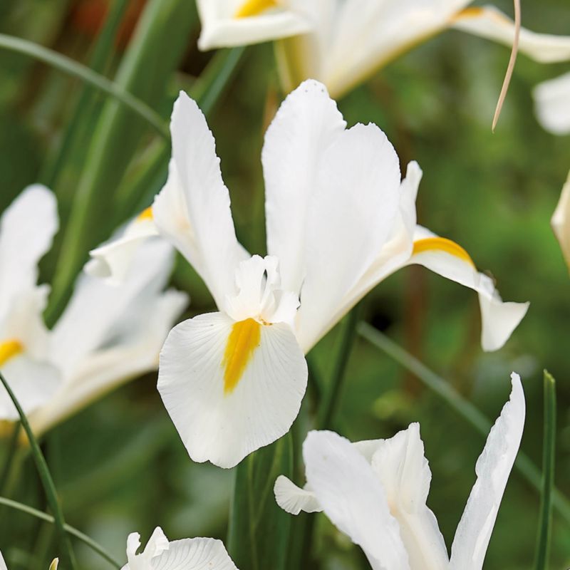Irys holenderski White Excelsior