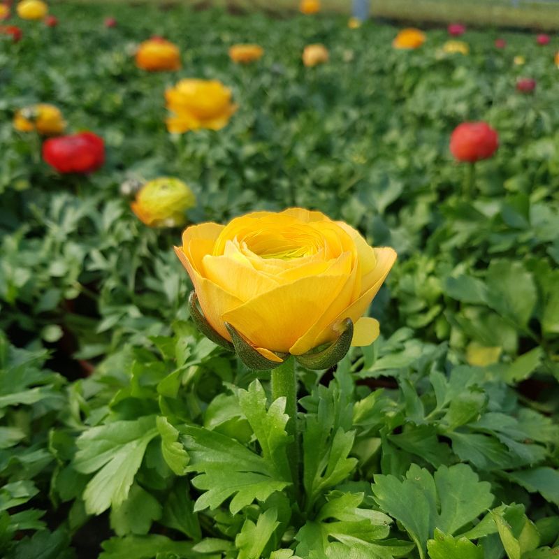 Jaskier doniczka 12 cm