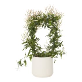 Jaśmin w ceramicznej doniczce 12 cm wys. 35 cm