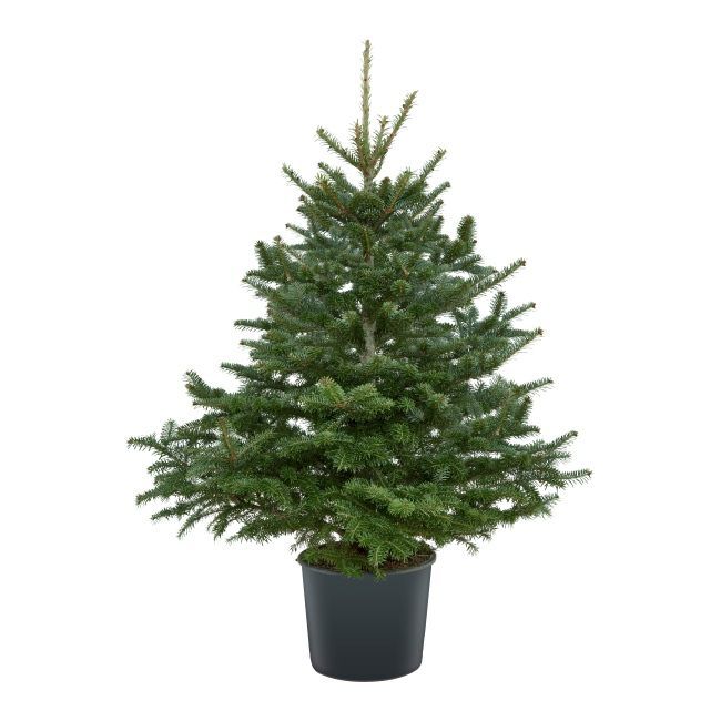Jodła Fraserii w donicy 90 - 110 cm
