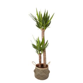 Juka doniczka 24 cm wys. 140 cm