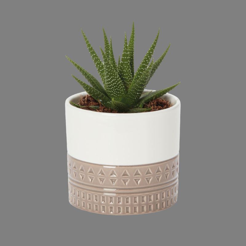 Kaktus exclusive 5,5 cm