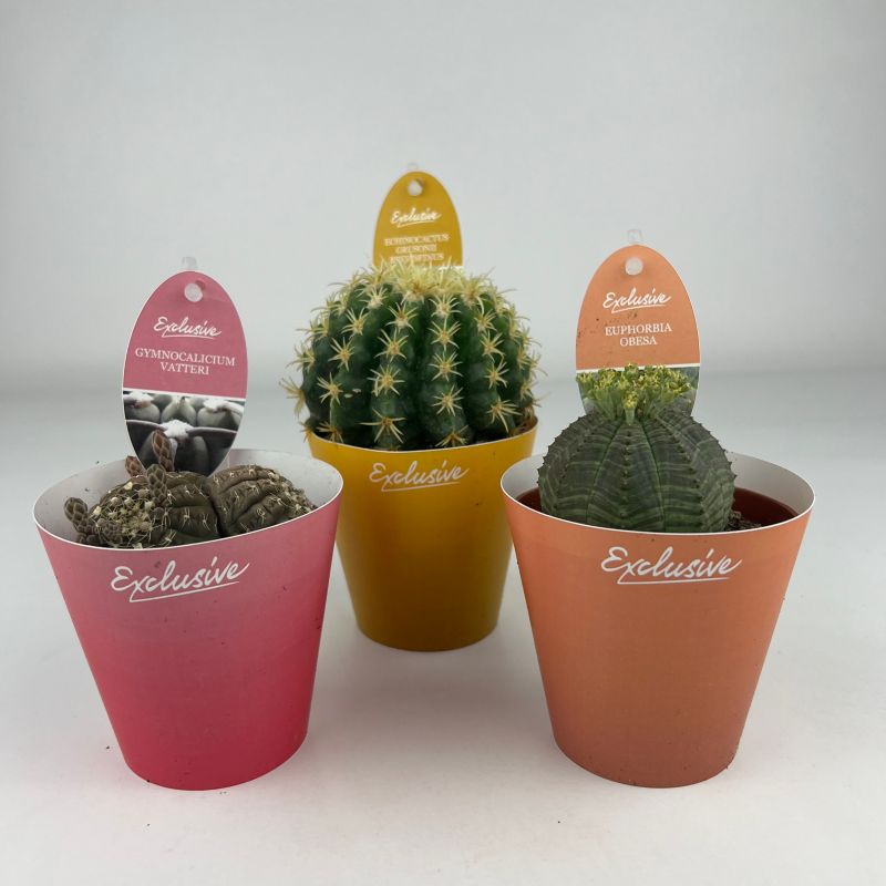 Kaktus exclusive 8,5 cm