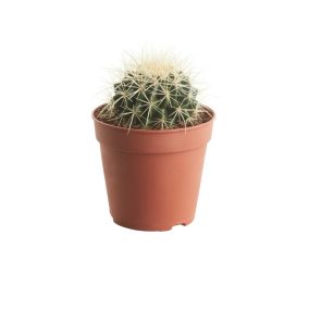 Kaktus GoodHome 12 cm wys. 20 cm