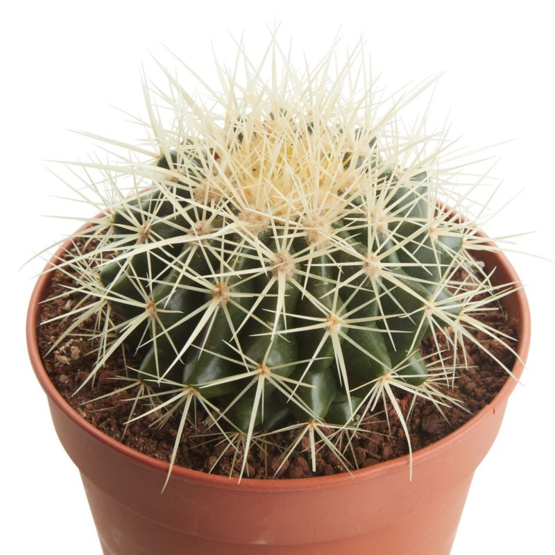 Kaktus GoodHome 12 cm