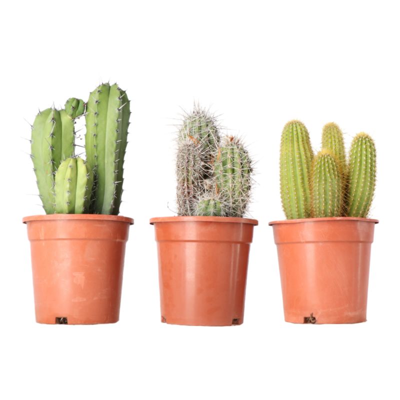 Kaktus mix 17 cm