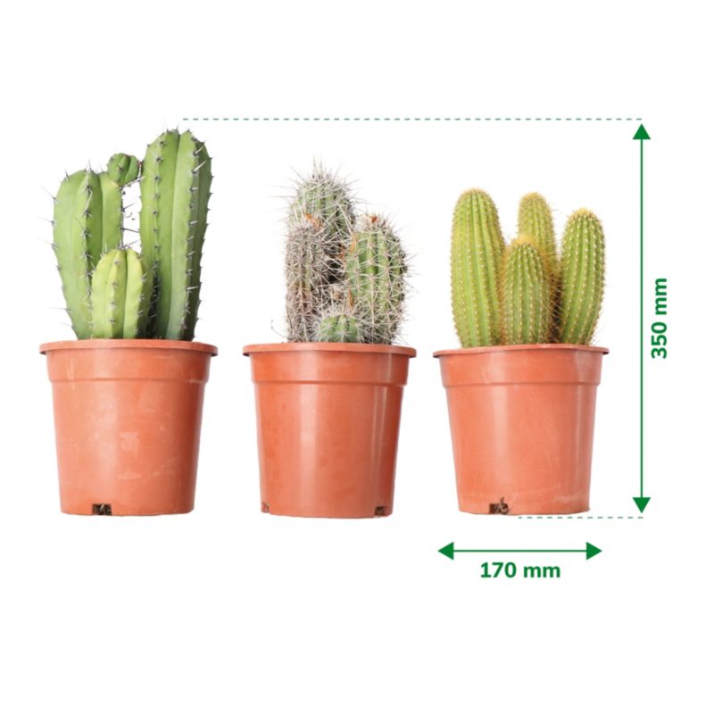 Kaktus mix 17 cm