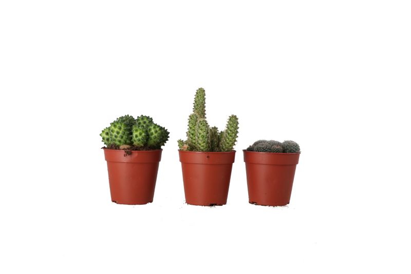 Kaktus mix 5,5 cm