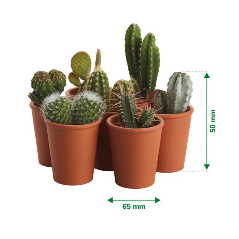 Kaktus w doniczce terrakota 5,5 cm